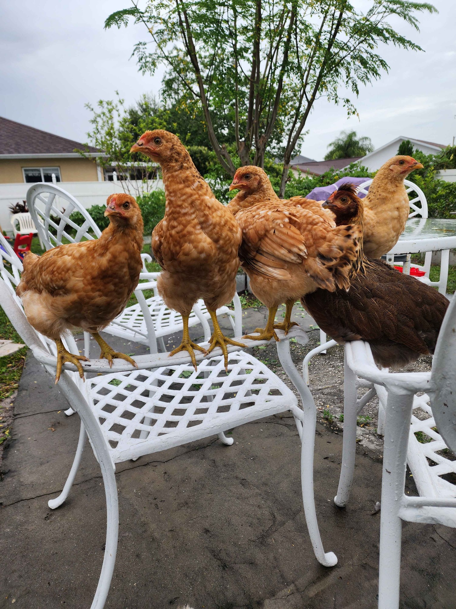 Siam’s backyard chickens perched together on white patio chairs